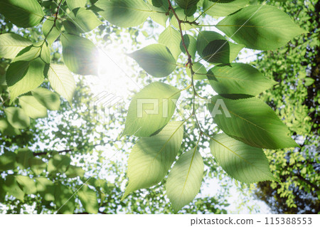 Light falling on fresh green cherry blossom leaves. Bright, low saturation. 115388553