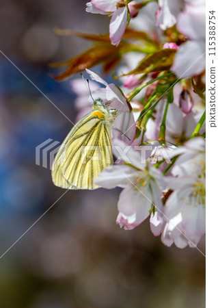 White-striped Butterfly 115388754