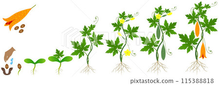 Cycle of growth of momordica charantia bitter melon plant on a white background. 115388818