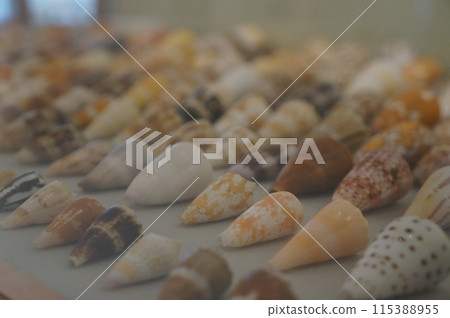 Lots of seashells Lots of seashells 115388955