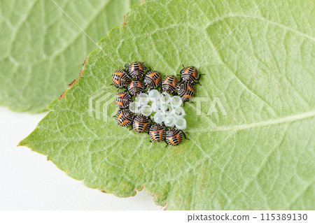 Spotted stink bug (larvae) just hatched from eggs 115389130