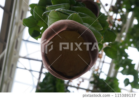 Okinawa Botanical Gardens: Rare Plants Okinawa Botanical Gardens: Rare Plants 115389137