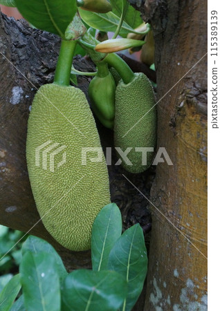 Okinawa Botanical Gardens: Rare Plants Okinawa Botanical Gardens: Rare Plants 115389139