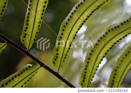 沖繩植物園稀有植物 115389142