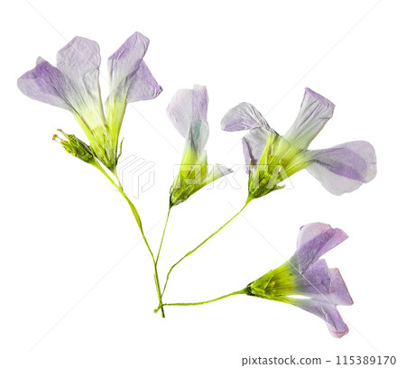 Oxalis flower. Dried buds. 115389170