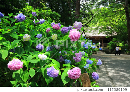 [Yamaguchi Prefecture] Amidaji Temple Hydrangea Festival (Niomon Gate) 115389199