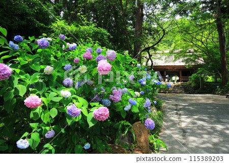 [Yamaguchi Prefecture] Amidaji Temple Hydrangea Festival (Niomon Gate) 115389203