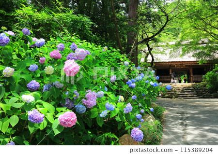 [山口郡] 阿彌陀寺（仁王門）繡球花節 115389204