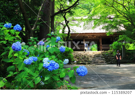 [山口郡] 阿彌陀寺（仁王門）繡球花節 115389207