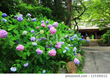 [Yamaguchi Prefecture] Amidaji Temple Hydrangea Festival (Niomon Gate) 115389212
