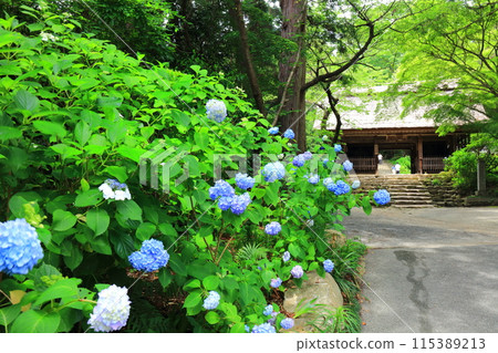 [山口郡] 阿彌陀寺（仁王門）繡球花節 115389213