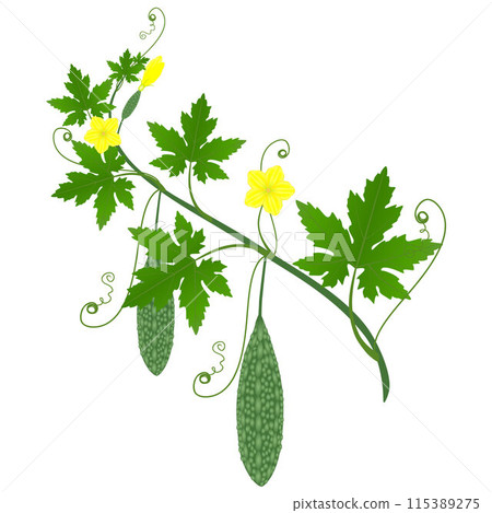 Momordica charantia bitter melon with fruits and flowers on a branch with leaves. Momordica charantia bitter melon with fruits and flowers on a branch with leaves. 115389275