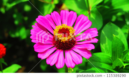 Scenery of a single zinnia flower 115389290