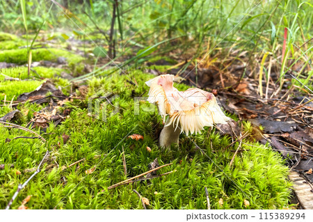Russula Pers in autumn forest. Season of mushrooms in forest. Russula Pers in autumn forest. Season of mushrooms in forest. 115389294