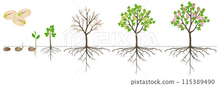 Cycle of growth of pistachio plant on a white background. Cycle of growth of pistachio plant on a white background. 115389490