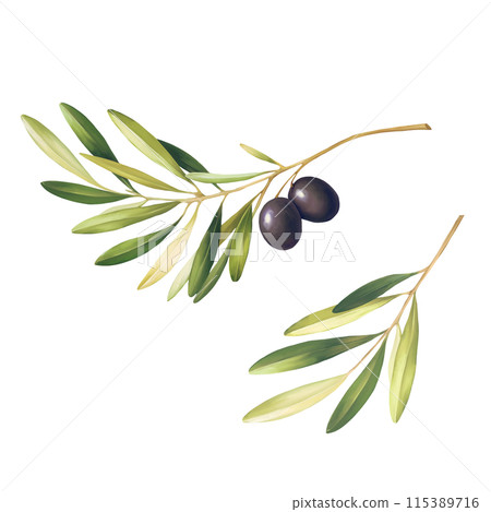 Olive branches sketch illustration, isolated on white Olive branches sketch illustration, isolated on white 115389716