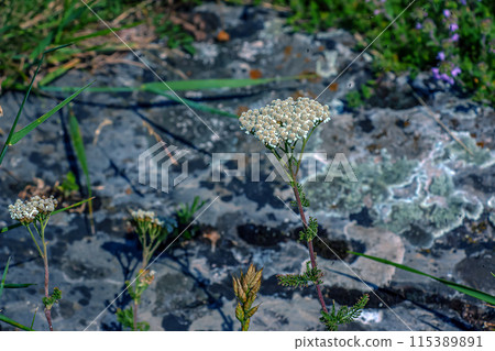 Achillea millefolium white flowers close-up. Floral background. Medicinal wild plants Achillea millefolium white flowers close-up. Floral background. Medicinal wild plants 115389891