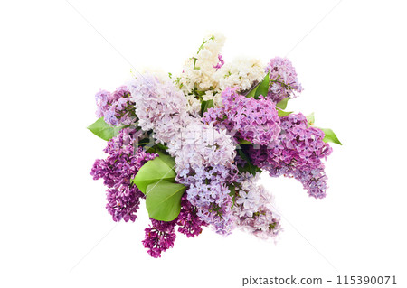 Fresh Lilac Bouquet on White Background 115390071
