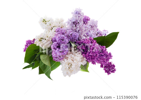 Fresh Lilac Bouquet on White Background Fresh Lilac Bouquet on White Background 115390076