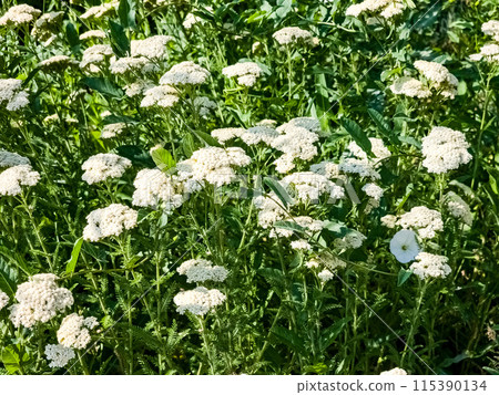 Achillea millefolium white flowers close-up. Floral background. Medicinal wild plants 115390134