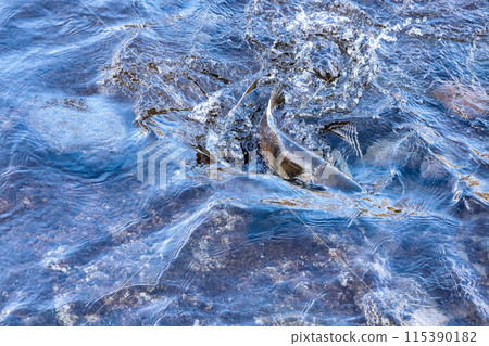 Salmon swimming upstream in Shiretoko Salmon swimming upstream in Shiretoko 115390182