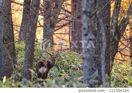 A male Ezo deer in eastern Hokkaido in late autumn 115390184