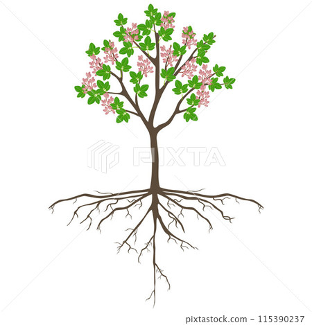 Pistachio tree with fruits on a white background. 115390237