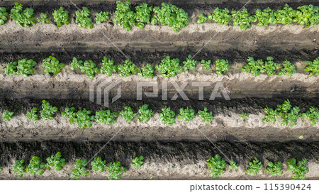 An aerial perspective showing neatly arranged rows of green crops in an agricultural setting 115390424