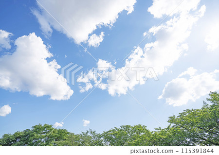 Clouds and trees in early summer 115391844
