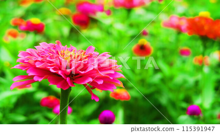 花壇裡的百日菊景觀 115391947