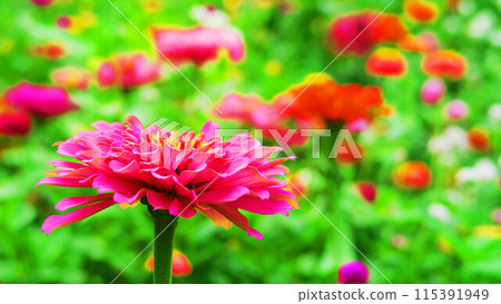 花壇裡的百日菊景觀 115391949