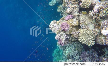 Egypt. Underwater photography of Coral reefs. The blue hole in Dahab 115393587