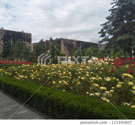 The contrast of war and peace 115393607