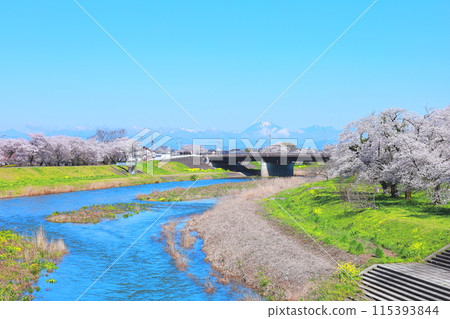 Shinonome Park, a famous cherry blossom spot along the Kurokawa River, Mibu Town, Tochigi Prefecture Shinonome Park, a famous cherry blossom spot along the Kurokawa River, Mibu Town, Tochigi Prefecture 115393844