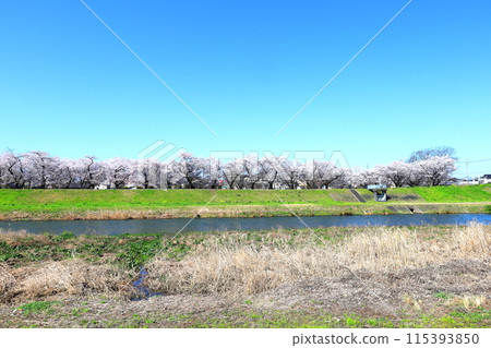 Shinonome Park, a famous cherry blossom spot along the Kurokawa River, Mibu Town, Tochigi Prefecture Shinonome Park, a famous cherry blossom spot along the Kurokawa River, Mibu Town, Tochigi Prefecture 115393850