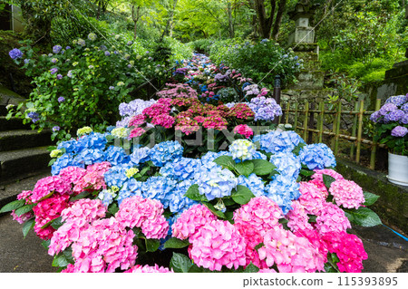Hydrangea Corridor at Hasedera Temple, Nara Prefecture Hydrangea Corridor at Hasedera Temple, Nara Prefecture 115393895