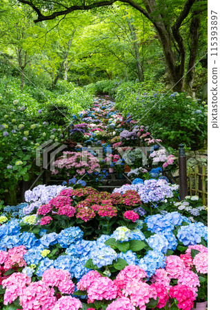 奈良縣長谷寺阿齊薩迴廊 115393897