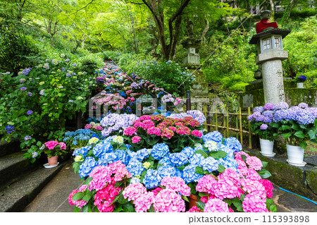 奈良縣長谷寺阿齊薩迴廊 115393898