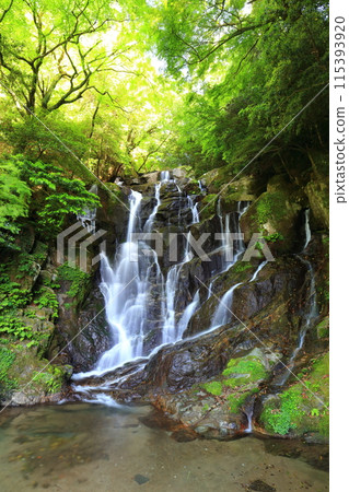 [福岡縣]鮮綠的白絲瀑布 115393920