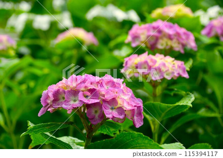 Beautiful hydrangea flower 115394117
