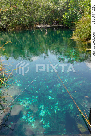 beautiful natural pool with crystal clear waters in Cenote Cristal in Tulum, Mexico beautiful natural pool with crystal clear waters in Cenote Cristal in Tulum, Mexico 115394220