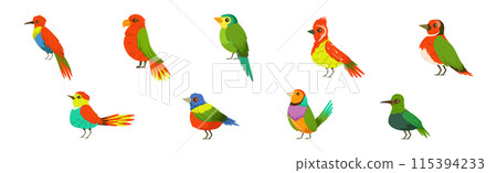 Bright Tropical Bird with Colorful Feathers Vector Set 115394233