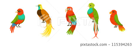 Bright Tropical Bird with Colorful Feathers Vector Set 115394263