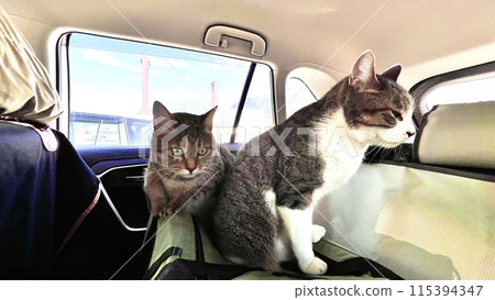 一隻黃色虎斑貓和一隻鯖魚虎斑貓在橫河服務區休息 一隻黃色虎斑貓和一隻鯖魚虎斑貓在橫河服務區休息 115394347