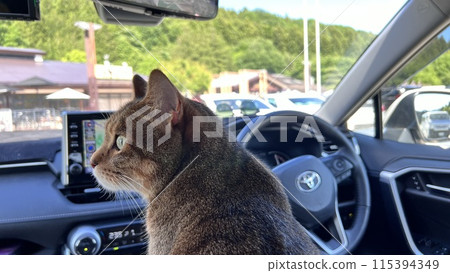 一隻虎斑貓在橫河服務區休息 一隻虎斑貓在橫河服務區休息 115394349