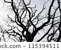 Oak Silhouettes 115394511