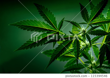 Cannabis plant with green leaves and white flowers Cannabis plant with green leaves and white flowers 115394546