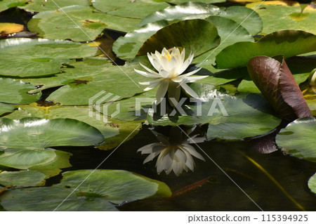 White water lily flower reflected on the surface of the water 115394925