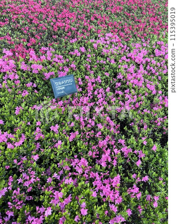 Kurume azalea Kurume azalea 115395019