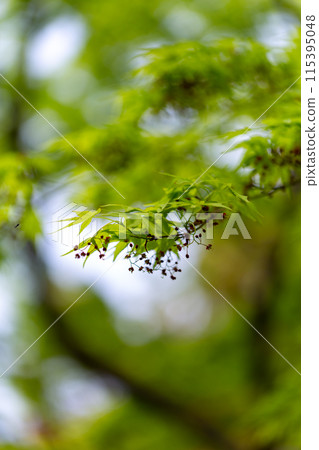 Green maple 115395048